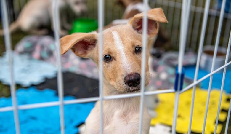 Ação tem como objetivo encontrar lares amorosos para cães e gatos que aguardam uma família