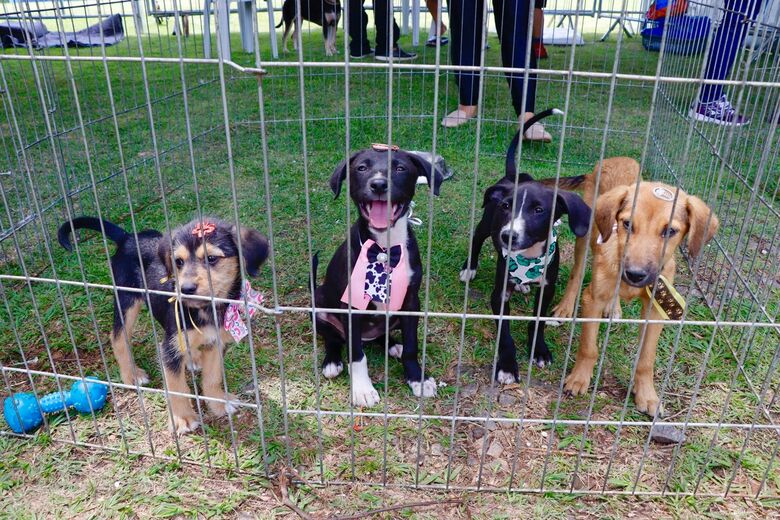 'Baby, me Leva!' promove adoção presencial nos dias 18 e 31 de maio