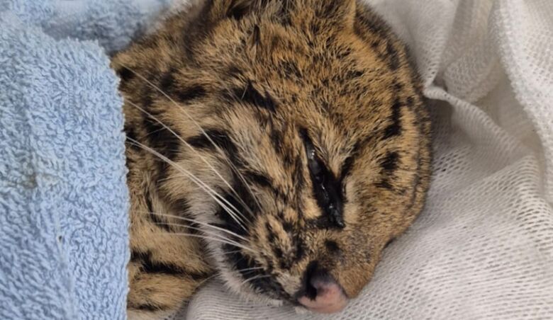 Gato-do-mato-pequeno (Leopardus guttulus) é um felino selvagem de pequeno porte