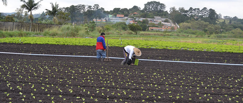 Colheita em Suzano pode atrasar devido ao frio, segundo agricultores 