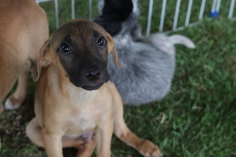 Somente neste ano foram 253 adotados 