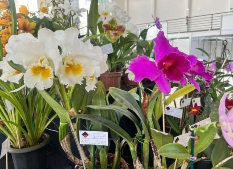 Secretaria de Indústria e Comércio de Poá inicia ação para formar novos orquidófilos