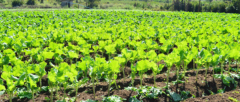 Produção rural em Suzano tem expectativa de enfrentar frio maior com risco de geadas