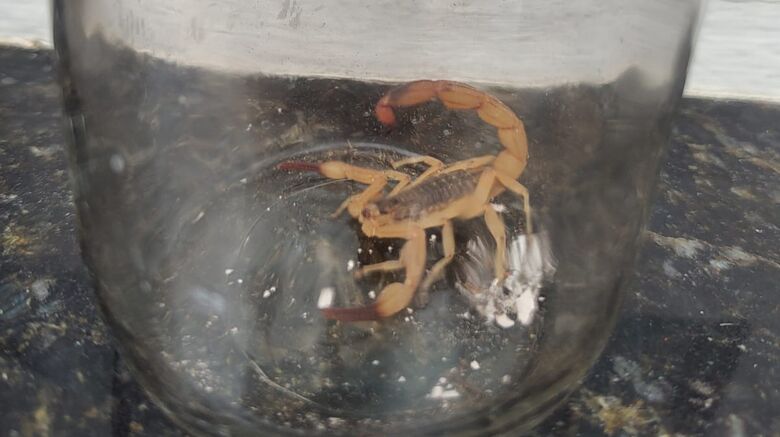 Cinco escorpiões são encontrados em casas da Cidade Edson, em Suzano