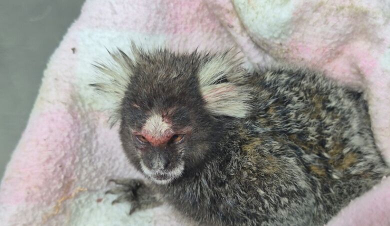 Sagui foi devolvido ao seu habitat, no Parque Centenário, pela equipe do CCZ