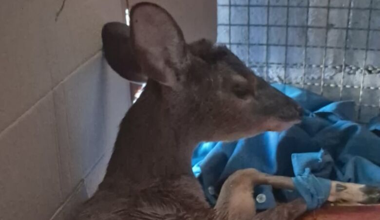 animal estava visivelmente estressado, com sinais evidentes de sofrimento e bastante debilitado