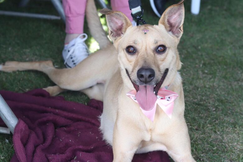 Projeto 'Baby, me Leva!' soma 294 adoções de animais em 2025