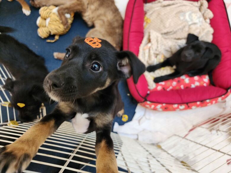 'Baby me Leva!' promove 34 adoções no último sábado