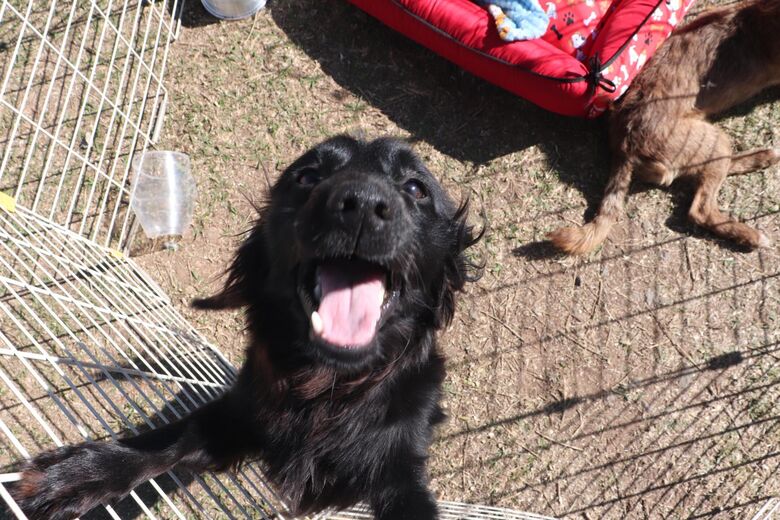 Meio Ambiente soma mais 20 adoções no projeto 'Baby me Leva!' em Suzano