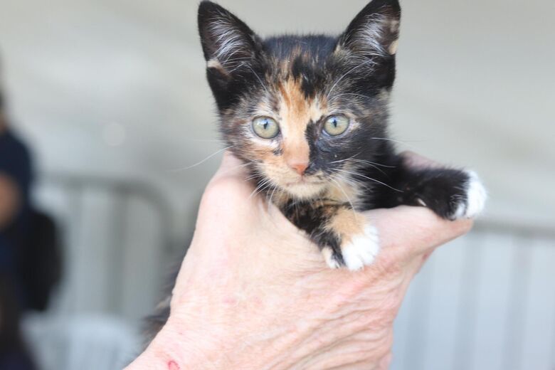 'Baby, me Leva!' promove nova edição presencial de adoção responsável neste sábado