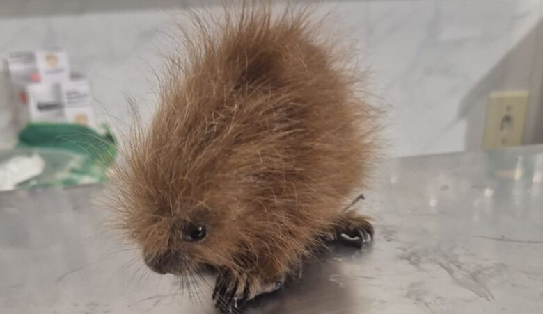 ouriço-cacheiro é um mamífero roedor arborícola encontrado na Mata Atlântica