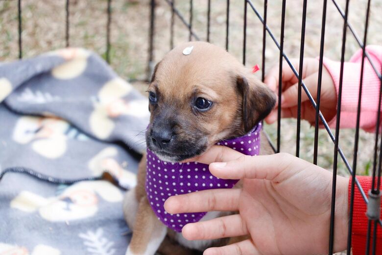 'Baby, me Leva!' garante adoção de 21 animais no último domingo