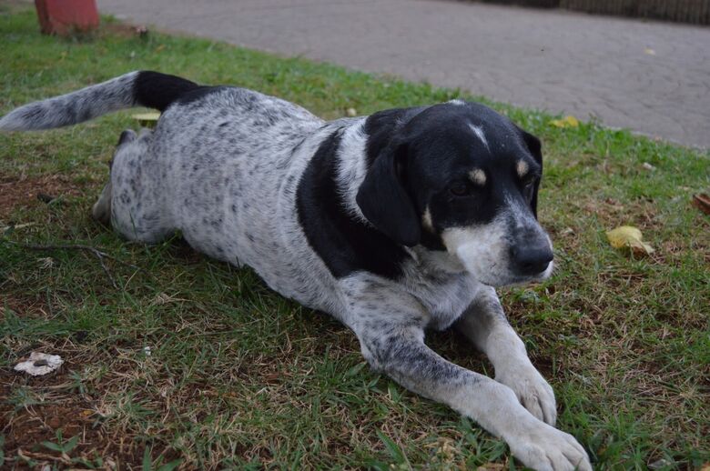 Alto Tietê resgata e acolhe mais de 200 animais em situação de rua