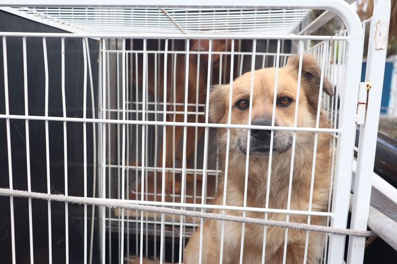 Meio Ambiente fecha setembro com 474 castrações em cães e gatos