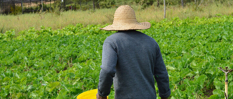 Produtores de Suzano sofrem com baixa demanda dos consumidores; preços estão abaixo do custo
