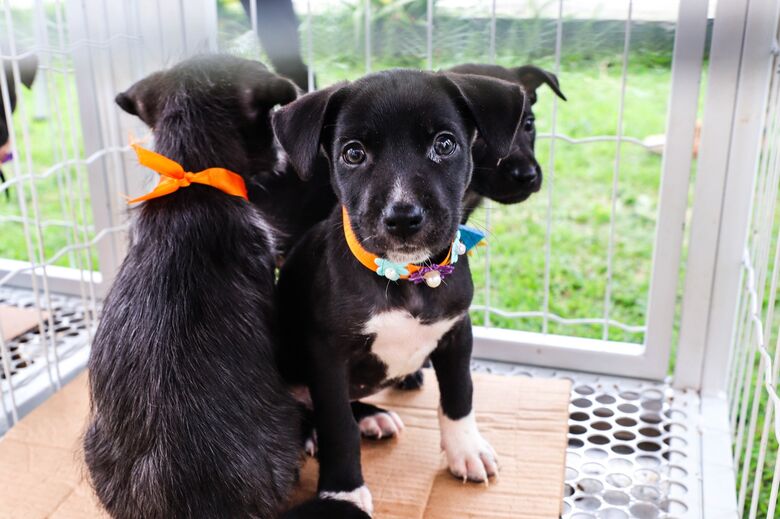 Ferraz realiza 1º PetPalooza com diversão e atrações diversas
