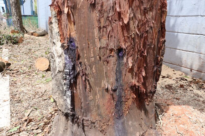 Suzano confirma envenenamento e morte de árvores na Vila Figueira