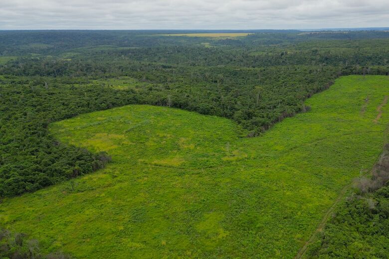 BNDES aprova R$ 250 mi para a Suzano restaurar 24 mil hectares de Cerrado