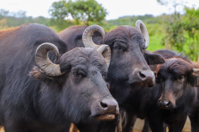 OPERAÇÃO DE SALVAMENTO Completa nesta domingo (19) pouco mais de 20 dias em que os búfalos flagrados tomando banho no Rio Pinheiros, na Zona Sul da capital paulista, estão em um haras de Suzano. Tudo ocorreu após negociação ente a proprietária dos animais