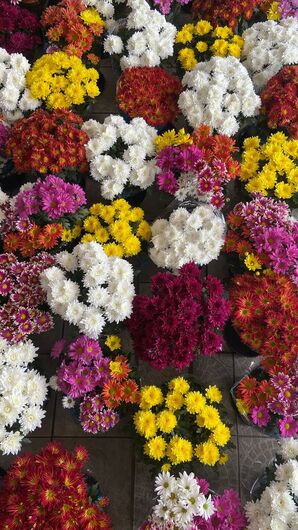 Floriculturas de Suzano registram aumento de 26,6% nas vendas antes do Dia de Finados