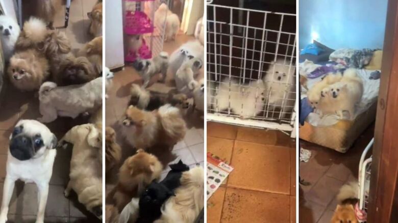O veterinário que acompanhou a ação informou ter identificado dezenas cadelas usadas para reprodução