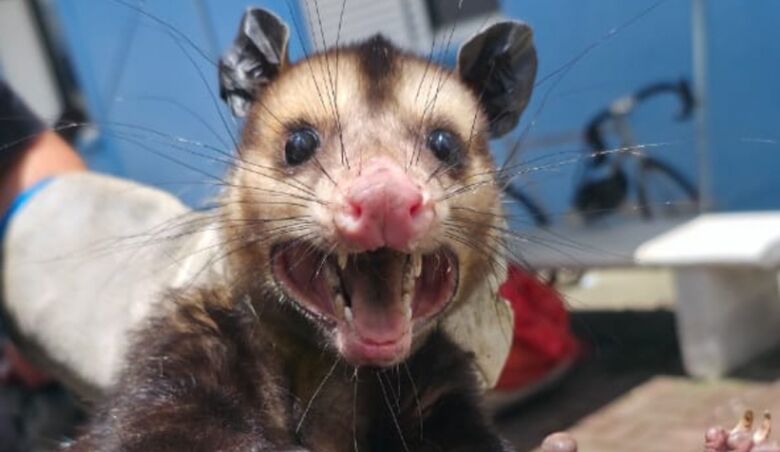 gambá-de-orelha-preta