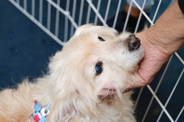 Meio Ambiente promove nova edição presencial do projeto 'Baby, me Leva!' neste domingo