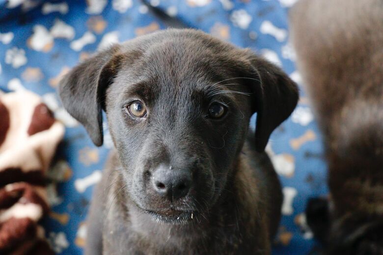 'Baby, me Leva!' promove 25 adoções de cães e gatos durante evento presencial
