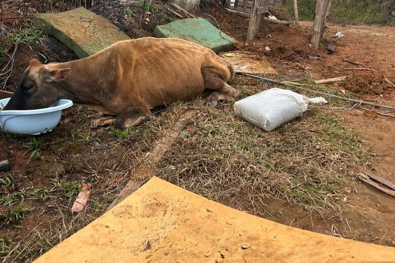 Meio Ambiente resgata vaca e bezerro vítimas de maus-tratos