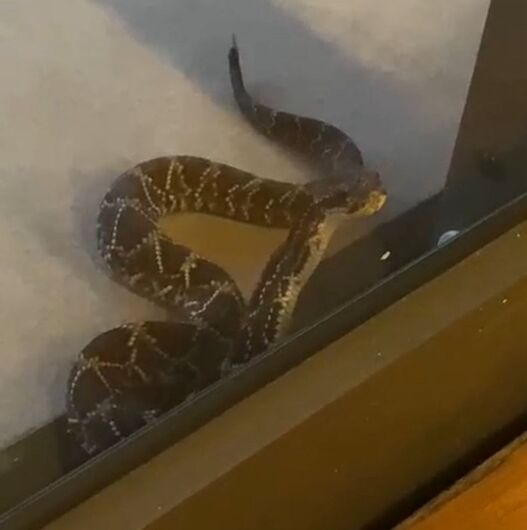 Filhote de cascavel é encontrado dentro de condomínio em Mogi