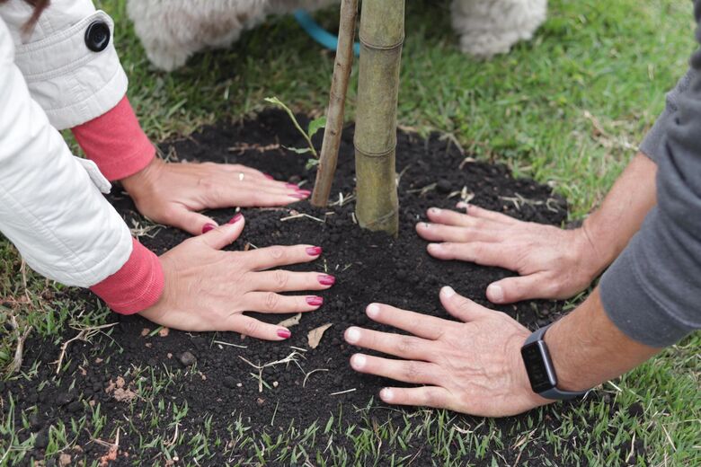 Meio Ambiente realiza último plantio do projeto 'Árvore FamiliAr' do ano