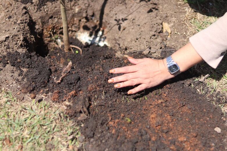 Meio Ambiente promove plantio de 30 mudas de ipês pelo 'Árvore FamiliAR'