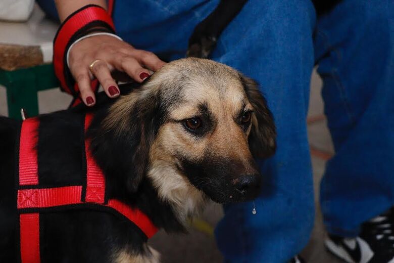 Meio Ambiente convoca para castração de pets e reforça pedido para tutores comparecerem