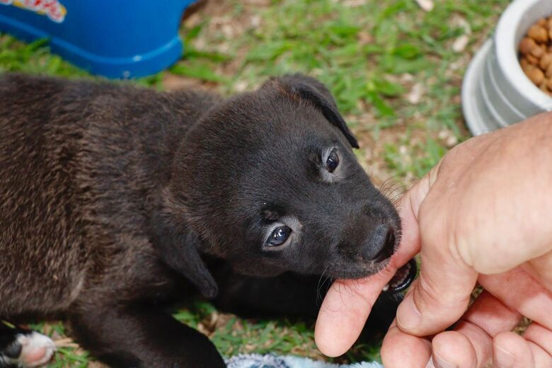 Mais de 500 pets foram adotados em Suzano em 2025
