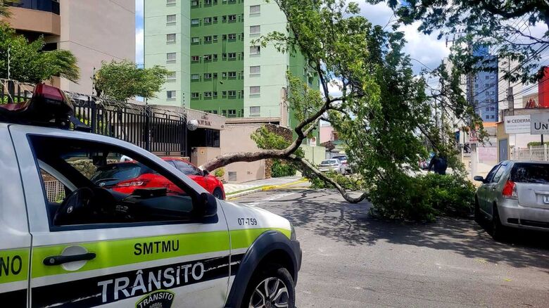 Rajadas de vento derrubam árvores em Suzano e região