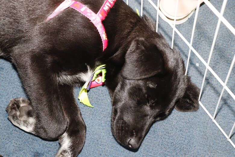 Meio Ambiente realiza neste domingo a primeira edição do 'Baby, me Leva!' de 2026