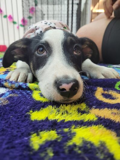 Itaquá Park Shopping tem Feira de Adoção Pet neste sábado