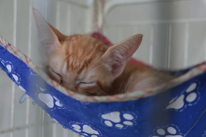 Meio Ambiente promove nova edição do 'Baby, me Leva!' no Suzano Shopping