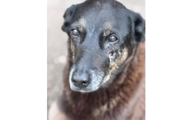 Caso Orelha: polícia pede internação de adolescente envolvido no crime