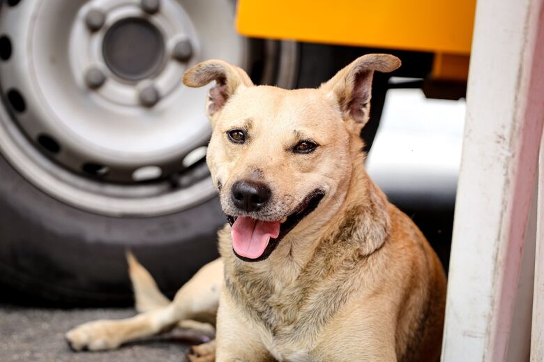 Mutirão de castração em Ferraz beneficiará cerca de 300 cães e gatos na Estação Cidadania e Cultura
