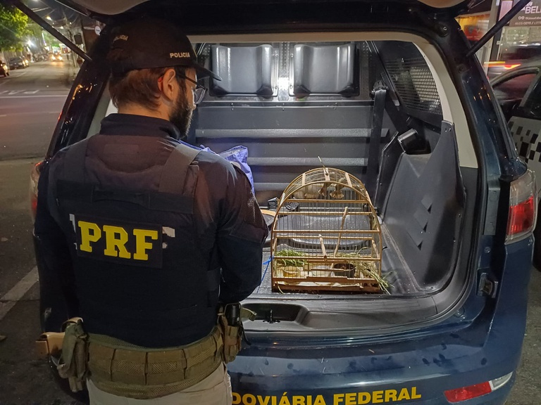 A Polícia Rodoviária Federal (PRF) apreendeu, na tarde da última sexta-feira (20), animais silvestres no quilômetro 199 da Rodovia Presidente Dutra (BR-116), em Arujá/SP.