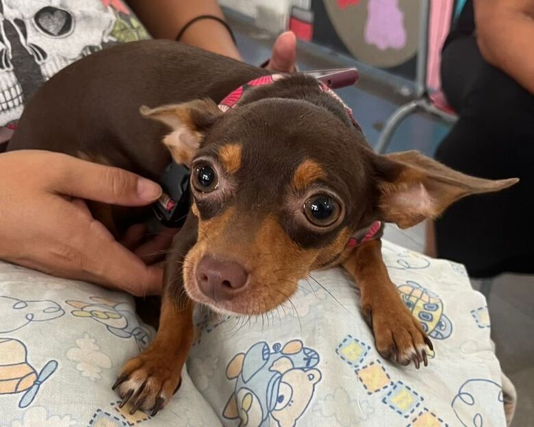 Meio Ambiente realiza mutirão de castração com 175 atendimentos a cães e gatos