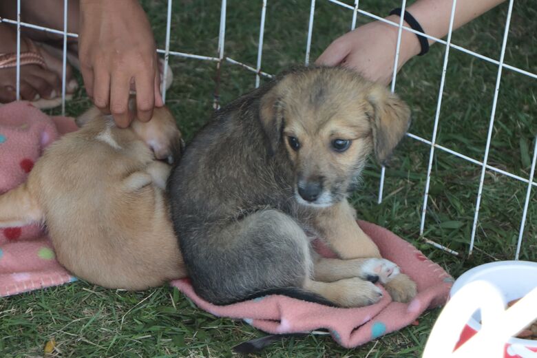 'Baby, me Leva!' viabiliza a adoção de 32 pets no Parque Max Feffer