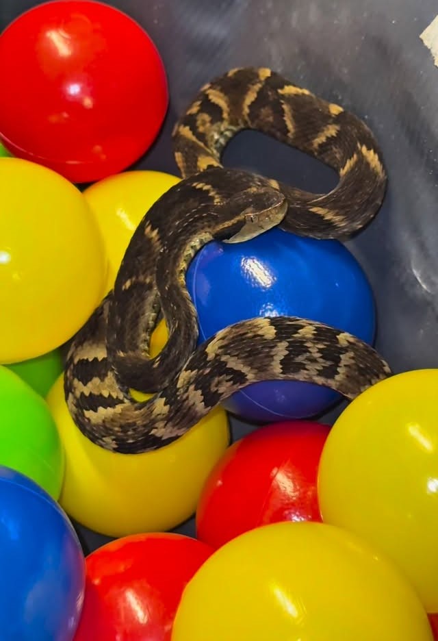 Cobra é encontrada em piscina de bolinhas de restaurante em Suzano