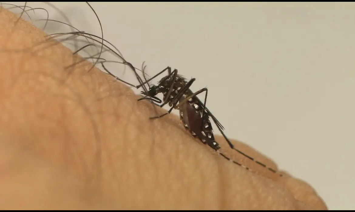 Casos de dengue caíram 88,7% na região