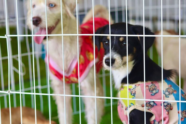 Nova edição terá início às 10 horas com cerca de 50 cachorros em busca de um lar