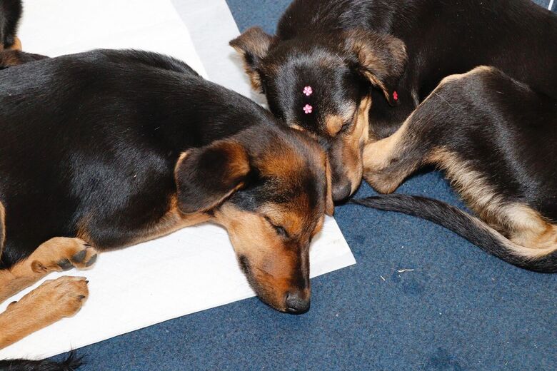 Ação arantiu a adoção de 47 animais, sendo 40 cachorros e sete gatos