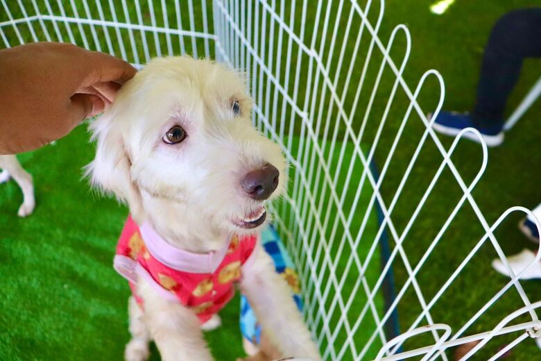 Vacinação V4 e V10 é destinada a cães e gatos do município