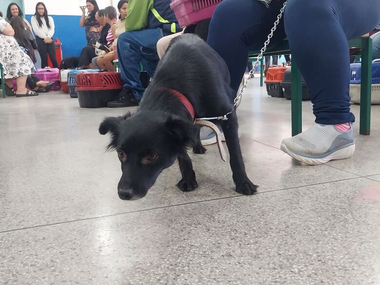 Meio Ambiente atende 148 cães e gatos durante mutirão de castração