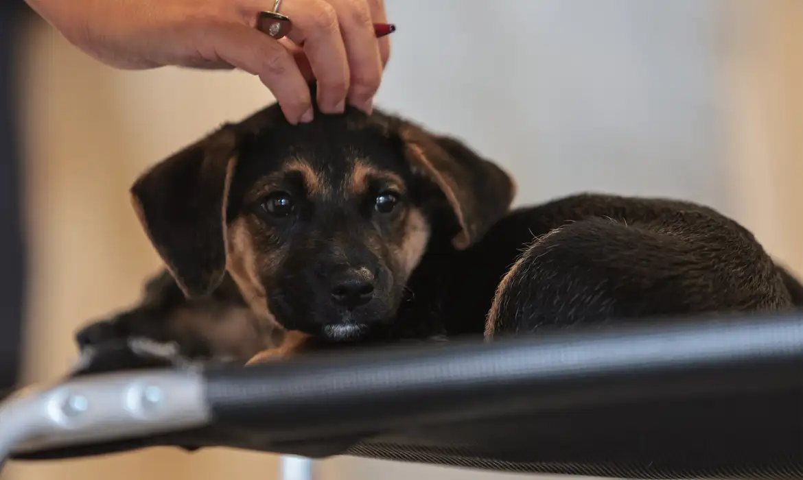 Quando não houver acordo, juiz decidirá futuro do animal